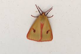 Attēlu rezultāti vaicājumam “Diacrisia sannio male”