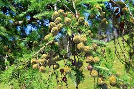 Attēlu rezultāti vaicājumam “Larix kaempferi leaf”