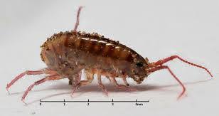 Attēlu rezultāti vaicājumam “Amphipoda”