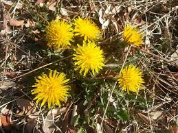 Attēlu rezultāti vaicājumam “Taraxacum officinale aggr. flower”