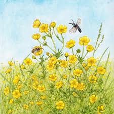 Attēlu rezultāti vaicājumam “Ranunculus acris fruit”