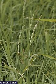 Attēlu rezultāti vaicājumam “Elytrigia repens subsp. arenosa”