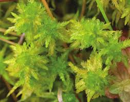 Attēlu rezultāti vaicājumam “Sphagnum inundatum”