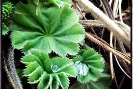 Attēlu rezultāti vaicājumam “Alchemilla vulgaris aggr. leaf”