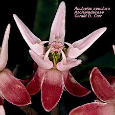 Attēlu rezultāti vaicājumam “Asclepiadaceae”