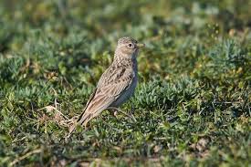 Image result for Calandrella rufescens