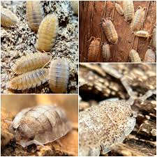 Attēlu rezultāti vaicājumam “Porcellio scaber”