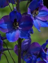 Attēlu rezultāti vaicājumam “Delphinium elatum  bud”