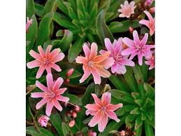 Image result for Bitterwurz