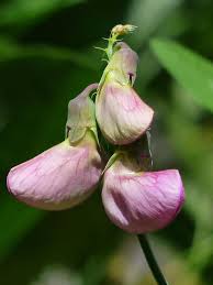 Attēlu rezultāti vaicājumam “Lathyrus sylvestris bud”