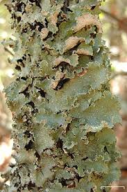 Attēlu rezultāti vaicājumam “Cetrelia olivetorum”