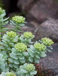 Attēlu rezultāti vaicājumam “Rhodiola rosea”