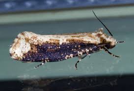 Attēlu rezultāti vaicājumam “Scardia boletella”