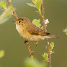Attēlu rezultāti vaicājumam “Phylloscopus trochilus nest”