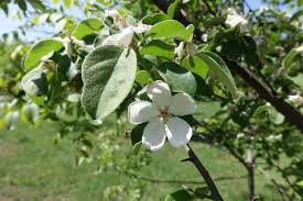 Attēlu rezultāti vaicājumam “Cydonia oblonga flower”
