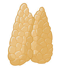 Image result for Thymus