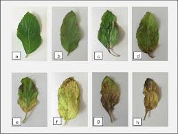 Attēlu rezultāti vaicājumam “Mentha arvensis leaf”