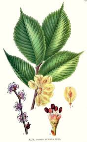 Attēlu rezultāti vaicājumam “Ulmus glabra flower”