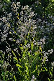 Attēlu rezultāti vaicājumam “Lepidium latifolium”