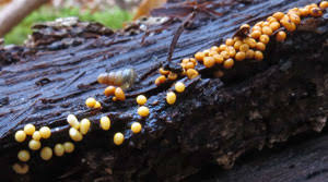 Attēlu rezultāti vaicājumam “Trichia longipalpis sessile”