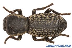 Attēlu rezultāti vaicājumam “Zopheridae”