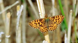 Attēlu rezultāti vaicājumam “Boloria dia”