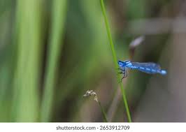 Attēlu rezultāti vaicājumam “Coenagrion hastulatum”