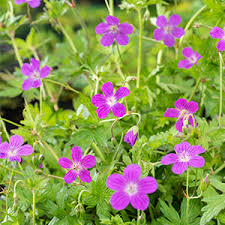 Attēlu rezultāti vaicājumam “Geranium palustre flower”