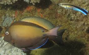 Image result for Acanthurus blochii