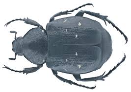 Attēlu rezultāti vaicājumam “Gnorimus variabilis”