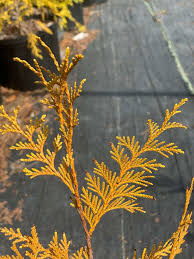 Attēlu rezultāti vaicājumam “Thuja plicata”