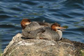 Attēlu rezultāti vaicājumam “Mergus merganser female”
