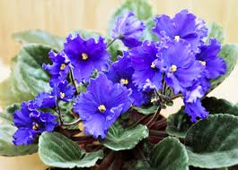 Image result for Saintpaulia ionantha Culitvar