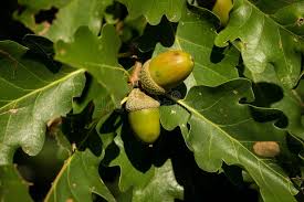 Attēlu rezultāti vaicājumam “Quercus robur fruit”