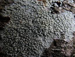 Attēlu rezultāti vaicājumam “Pertusaria pertusa”