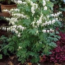 Image result for tränendes Herz