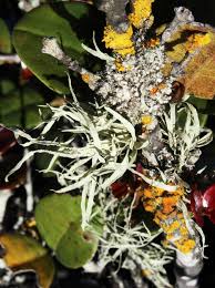 Attēlu rezultāti vaicājumam “Ramalina calicaris”
