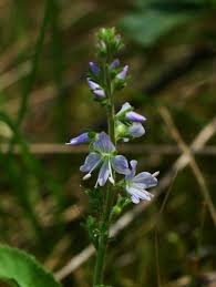 Attēlu rezultāti vaicājumam “Veronica officinalis”