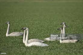 Attēlu rezultāti vaicājumam “Cygnus cygnus juvenile”