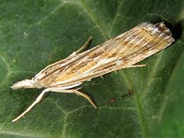 Attēlu rezultāti vaicājumam “Pediasia fascelinella”