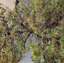 Attēlu rezultāti vaicājumam “Licea pusilla macro”