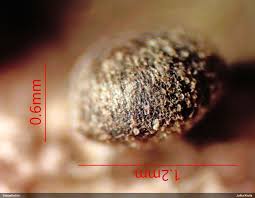 Attēlu rezultāti vaicājumam “Gulielmina vermicularis macro”