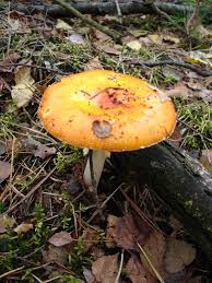 Image result for vliegenzwam