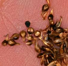 Attēlu rezultāti vaicājumam “Carex diandra leaf”