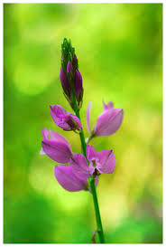 Attēlu rezultāti vaicājumam “Polygala comosa”