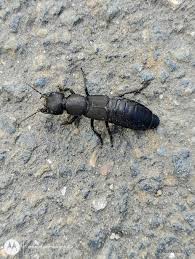 Billedresultat for rovbille