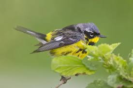 Image result for Dendroica magnolia