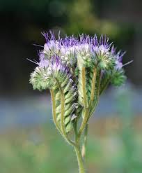 Attēlu rezultāti vaicājumam “Phacelia tanacetifolia”