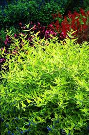 Attēlu rezultāti vaicājumam “Cribrariaceae”