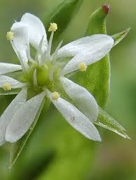 Attēlu rezultāti vaicājumam “Stellaria uliginosa”